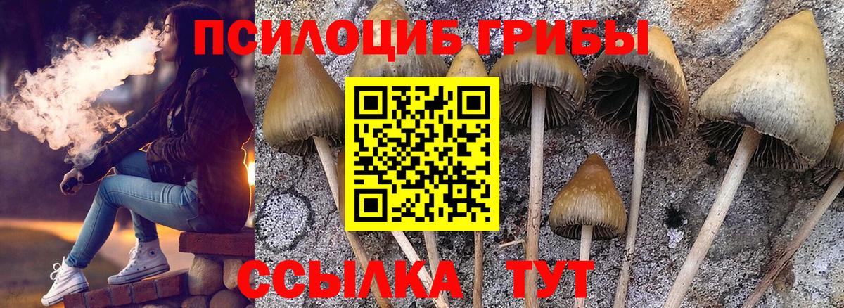 Псилоцибиновые грибы Cubensis Тосно